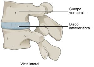 Disco intervertebral de la columna slaudable