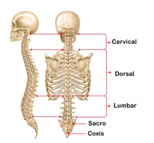 La columna saludable partes