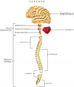 Sistema nervioso central